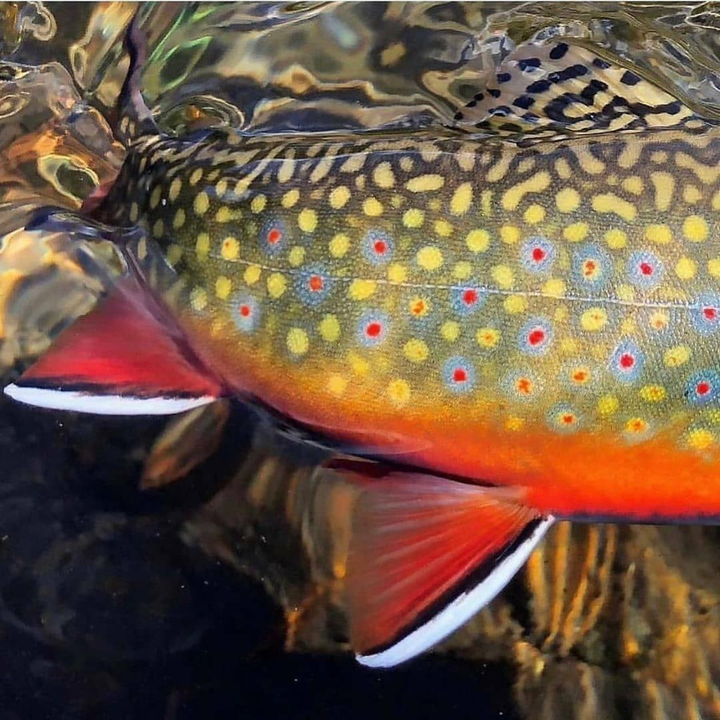 Taking better Fly Fishing photos with your mobile device