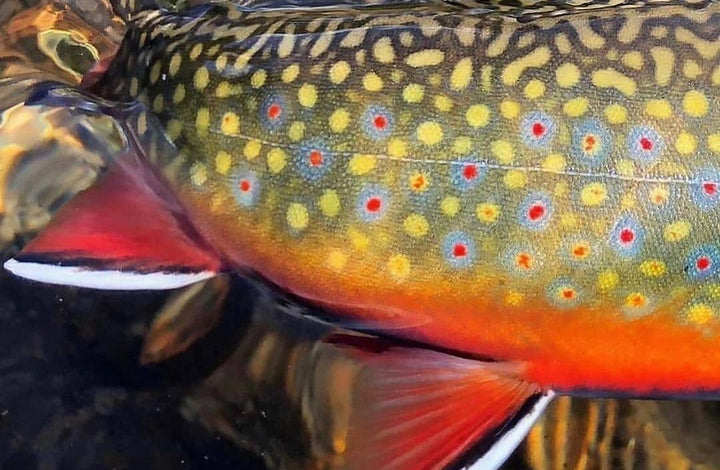 Taking better Fly Fishing photos with your mobile device