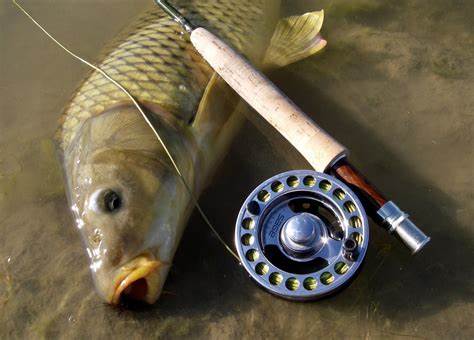 HPD Carp Clinic August 21st - 9am