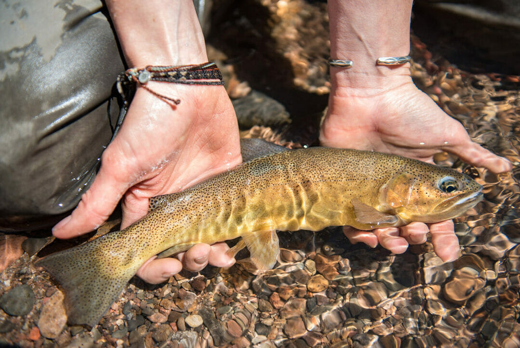Cutthroat Trout , The Conservation of a species and the Ecosystem