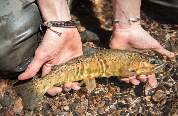 Cutthroat Trout , The Conservation of a species and the Ecosystem