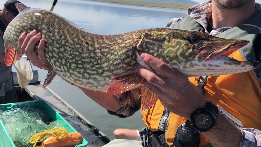 A brief history on trout fishing and northern pike in South Park reservoirs