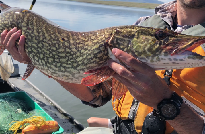 A brief history on trout fishing and northern pike in South Park reservoirs