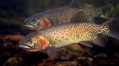HPD Cutthroat slam additional Information
