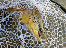 Colorado Classic - Float Trip - Capt. Ed Weston [1 of 2]