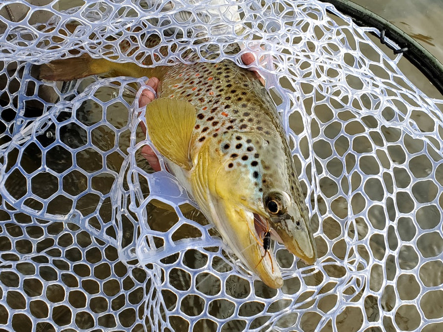 Colorado Classic - Float Trip - Capt. Ed Weston [2 of 2]