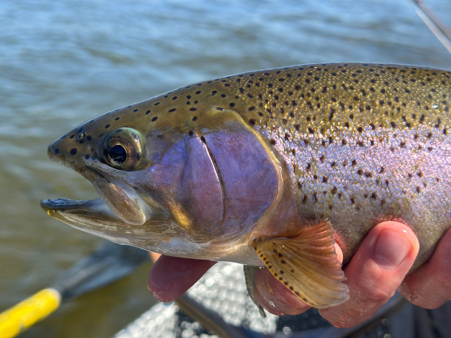 Colorado Classic - Float Trip - Capt. Jeff Johnson [1 of 2]